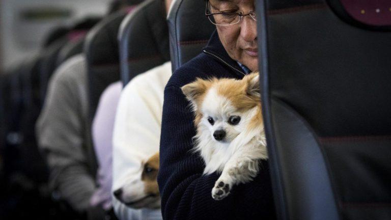 Viajar con perros en la cabina del avión ahora es posible, y la iniciativa es un éxito
