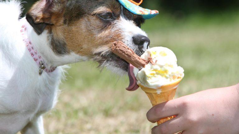 Una gelateria italiana lanzó helados para perros