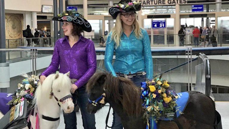 La nueva tendencia en los aeropuertos: animales para calmar la ansiedad