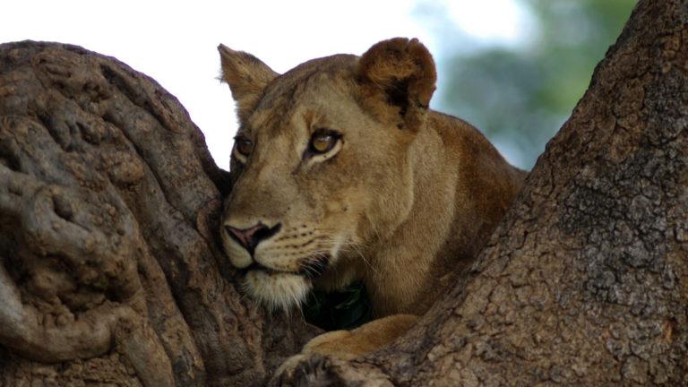¿Cuál es el mejor país de África para ir de safari?