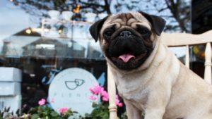 Abre en Londres un café para perros