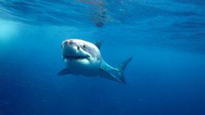 Australia nos cuidará de los tiburones con drones en las playas