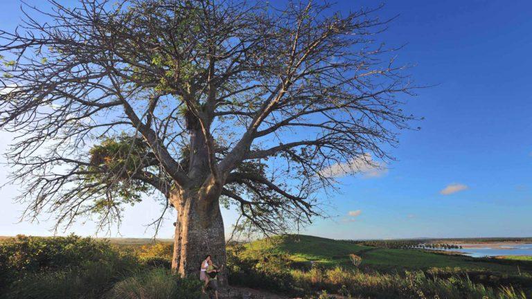 Este es el árbol de 4,5 metros de diámetro en Porto de Galinhas en Brasil