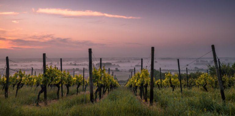 Seis destinos del mundo para los amantes del vino: uno de ellos, en Sudamérica