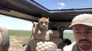 El video de un guepardo metiéndose dentro de una 4×4 en un safari por África