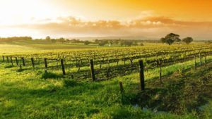 Los destinos más populares para los amantes del vino