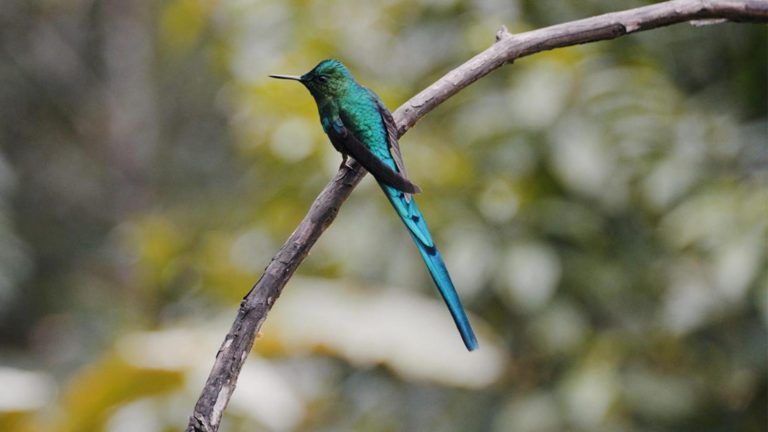 ¿Cuál es el país que tiene el récord mundial en avistamiento de aves?