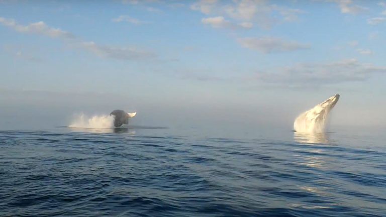 VIDEO Cuando el avistamiento de ballenas supera todas las expectativas