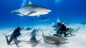 ¿Cuáles son los mejores destinos para nadar con tiburones?