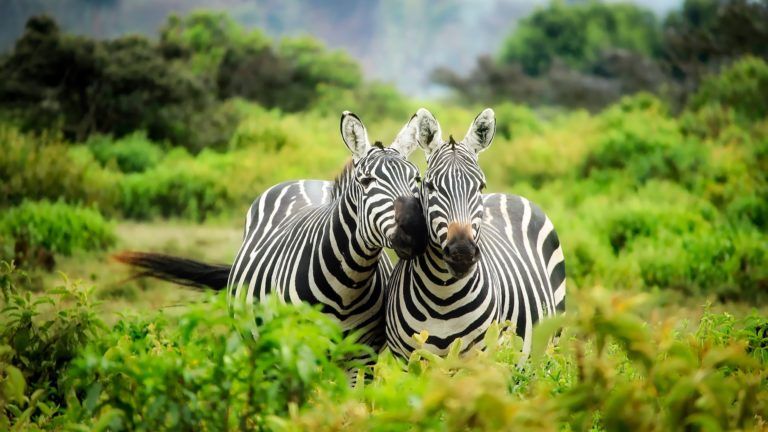 ¿Cuáles son los mejores países de África para hacer un safari?