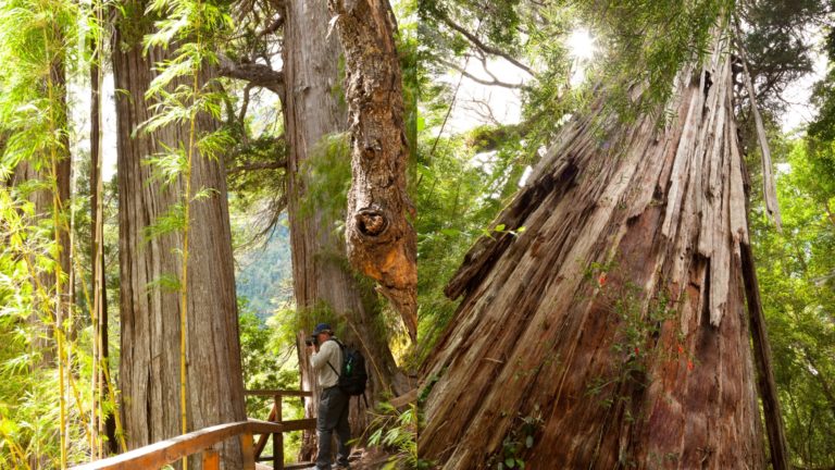 Este es el árbol de 2600 años en el Parque Nacional Los Alerces