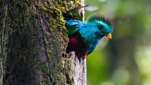 Los mejores lugares para el avistaje de aves en Guatemala
