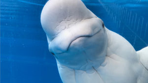 Abre en Islandia el primer santuario de aguas abiertas para belugas