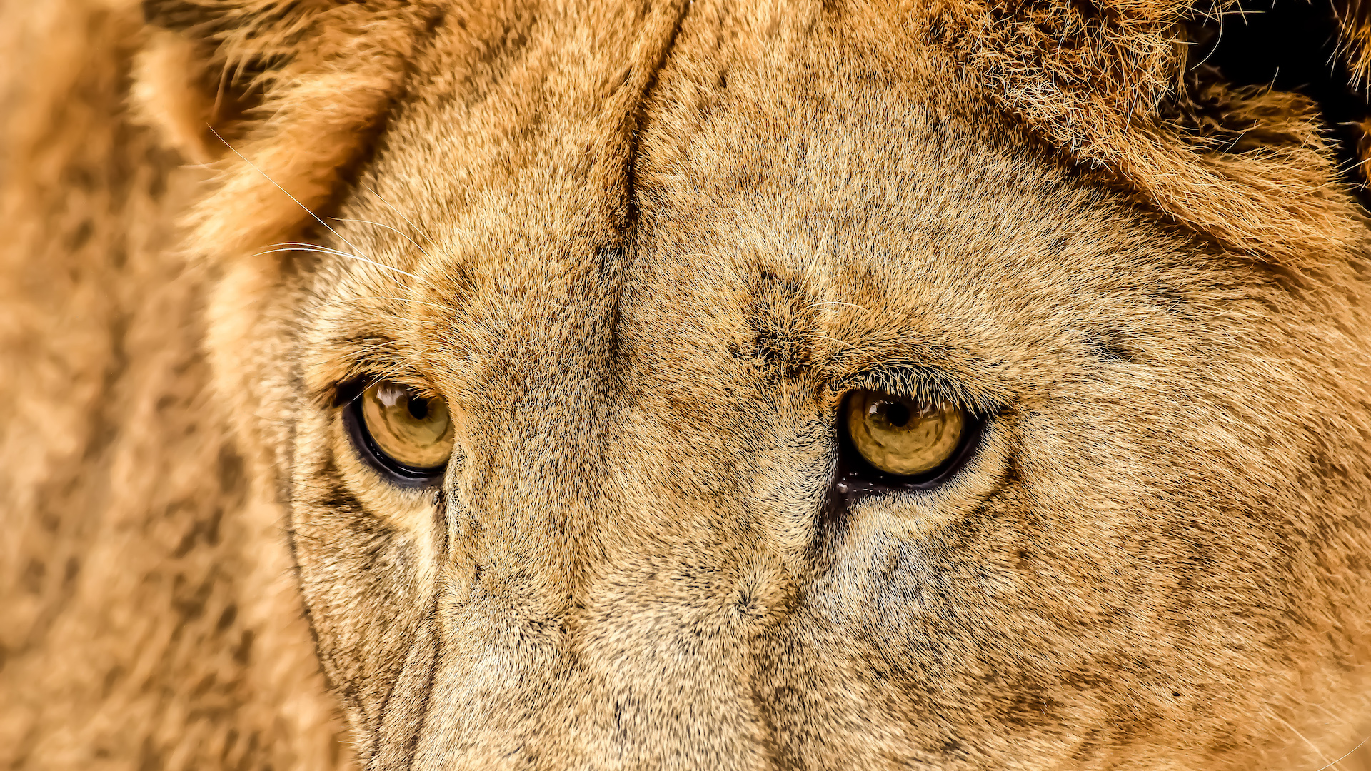 REVIEW Lion & Safari Park: una de las principales atracciones de Sudáfrica