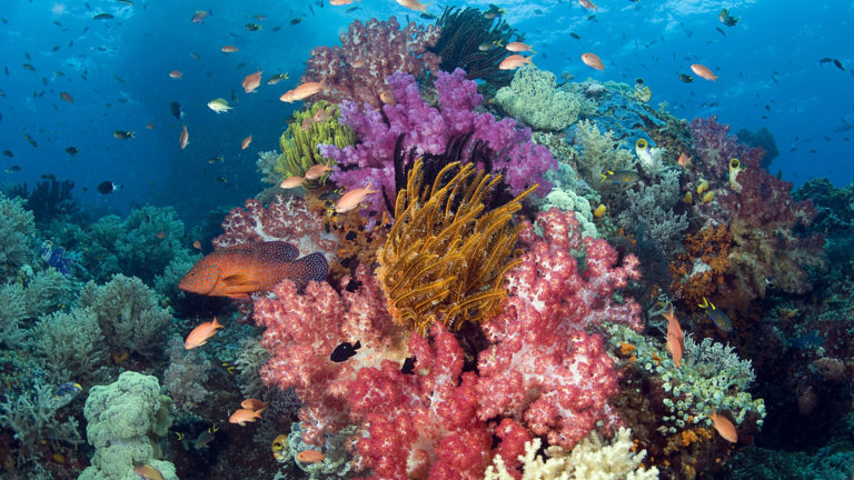 Belleza marina: los mejores arrecifes de coral en el mundo