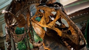 El museo Smithsonian sumó el esqueleto real de un Tyrannosaurus Rex