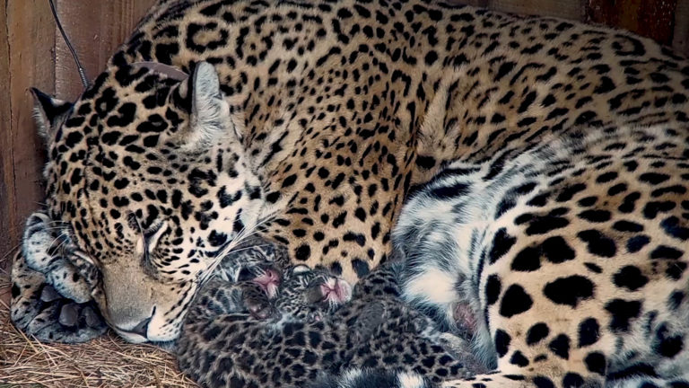 Así protegen a los yaguaretés de su extinción en Argentina