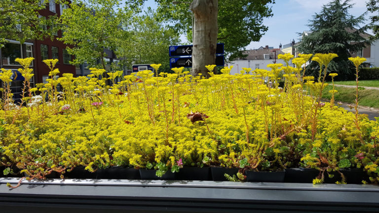 La ciudad que transformó más de 300 paradas de autobús con techos para abejas