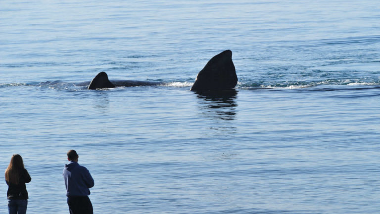 Argentina elegida como Mejor Destino de Avistaje de Ballenas en Sudamérica