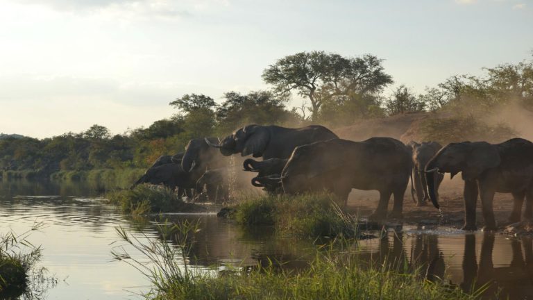 Estos son los destinos de safari más populares, según Instagram