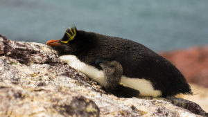 Cómo ver los pingüinos de penacho amarillo en la Patagonia Argentina