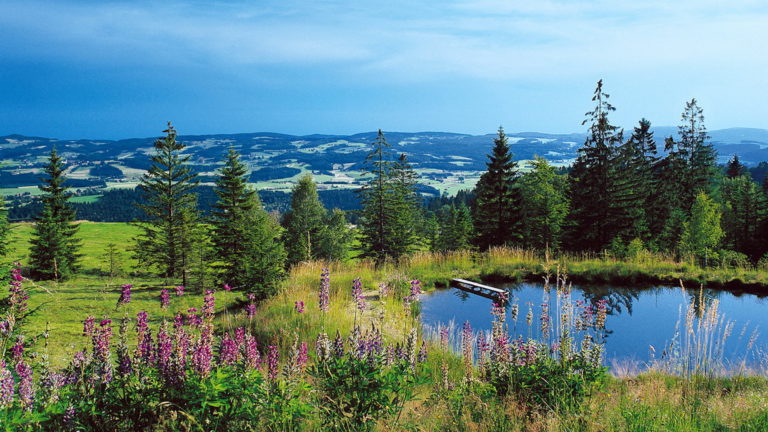 ¿Qué hacer en el Parque Nacional de la Selva Bávara, en Alemania?