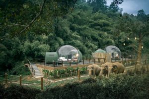 Anantara Jungle Bubble: el resort para dormir junto a elefantes