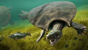 Descubren la tortuga más grande del mundo: 2.4 metros de caparazón