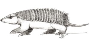 Encontraron el primer fósil de pichiciego, el armadillo más pequeño del mundo