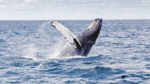 Los mejores destinos para ver ballenas en Brasil