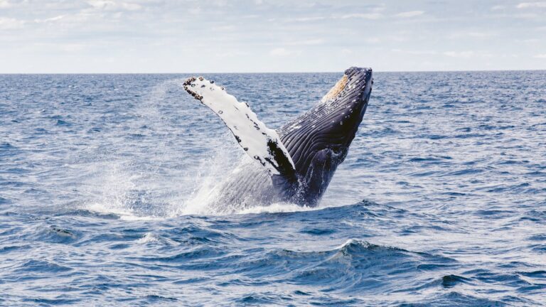 Los mejores destinos para ver ballenas en Brasil