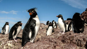 Qué hacer en Puerto Deseado, la Galápagos de la Patagonia Argentina