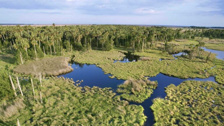 Así es el Parque Nacional Everglades, en el estado de Florida