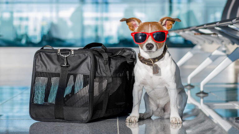 ¿Viajar con mascotas? Desde 2021, ya no será tan fácil volar