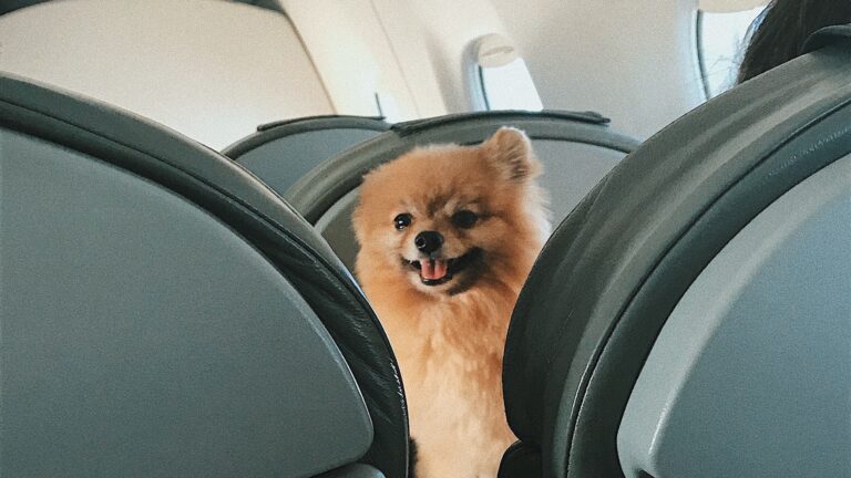 Viajar con mascotas a Estados Unidos: nuevos requisitos y prohibiciones
