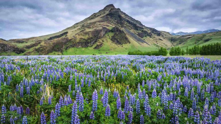 Las fechas especiales y feriados en Islandia que sobresalen en el calendario