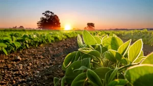 La NASA muestra como crece la siembra de la soja en Latinoamérica