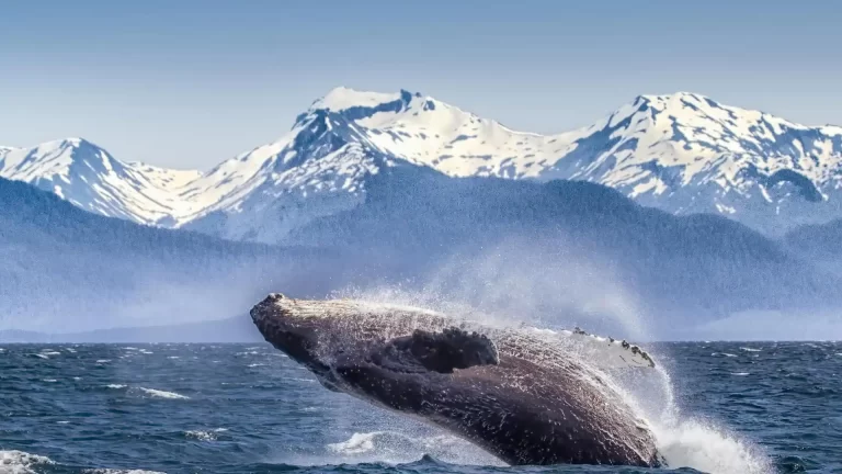 7 imperdibles para hacer en un viaje por Alaska