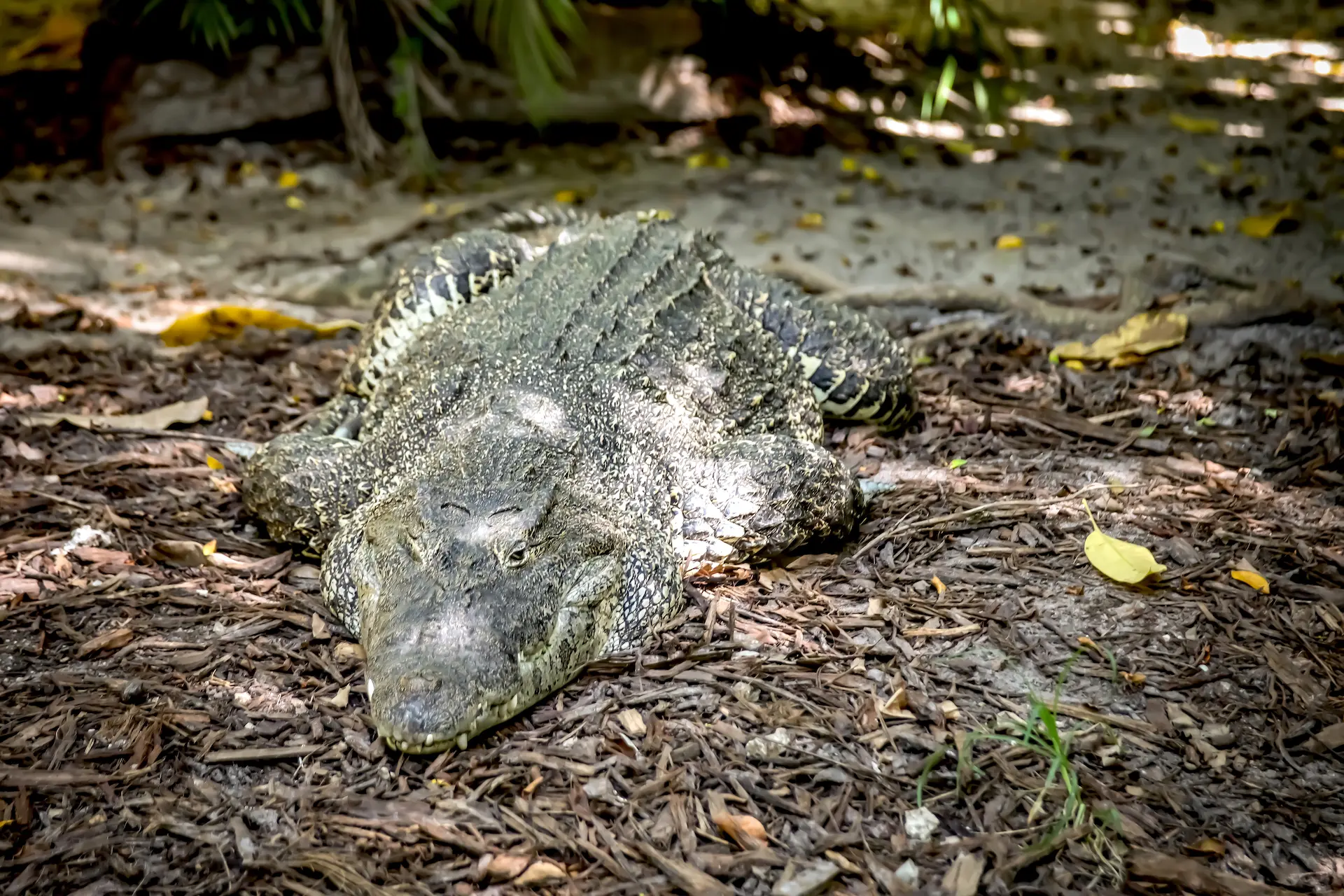 Viajando por Florida: ¿por qué visitar el zoológico de Miami?