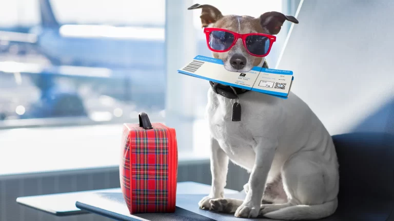 Consejos para llevar a nuestras mascotas de viaje o vacaciones