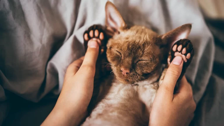 A quienes adopten un gato, la aerolínea Frontier les regala un pasaje gratis