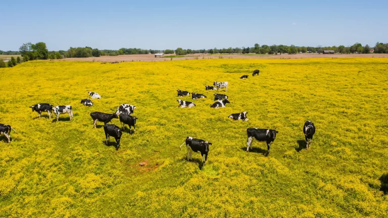 3 razones para invertir en campos en venta en Uruguay