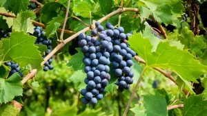 5 lugares para disfrutar del vino en Chile y sus vendimias en 2023