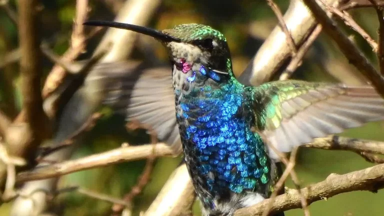 Jardín de los Picaflores: para visitar en Misiones, además de las Cataratas