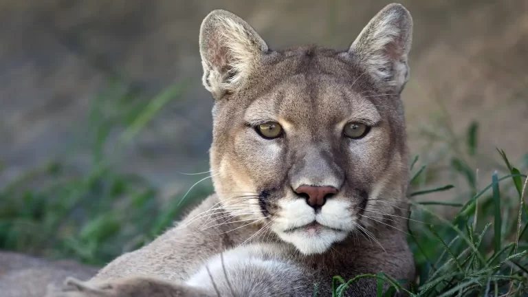 ¿Dónde ver pumas en Chile y qué hay que saber?