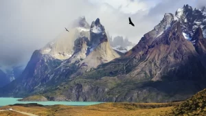 Lo que hay que saber del cóndor andino: el ave majestuosa de Chile