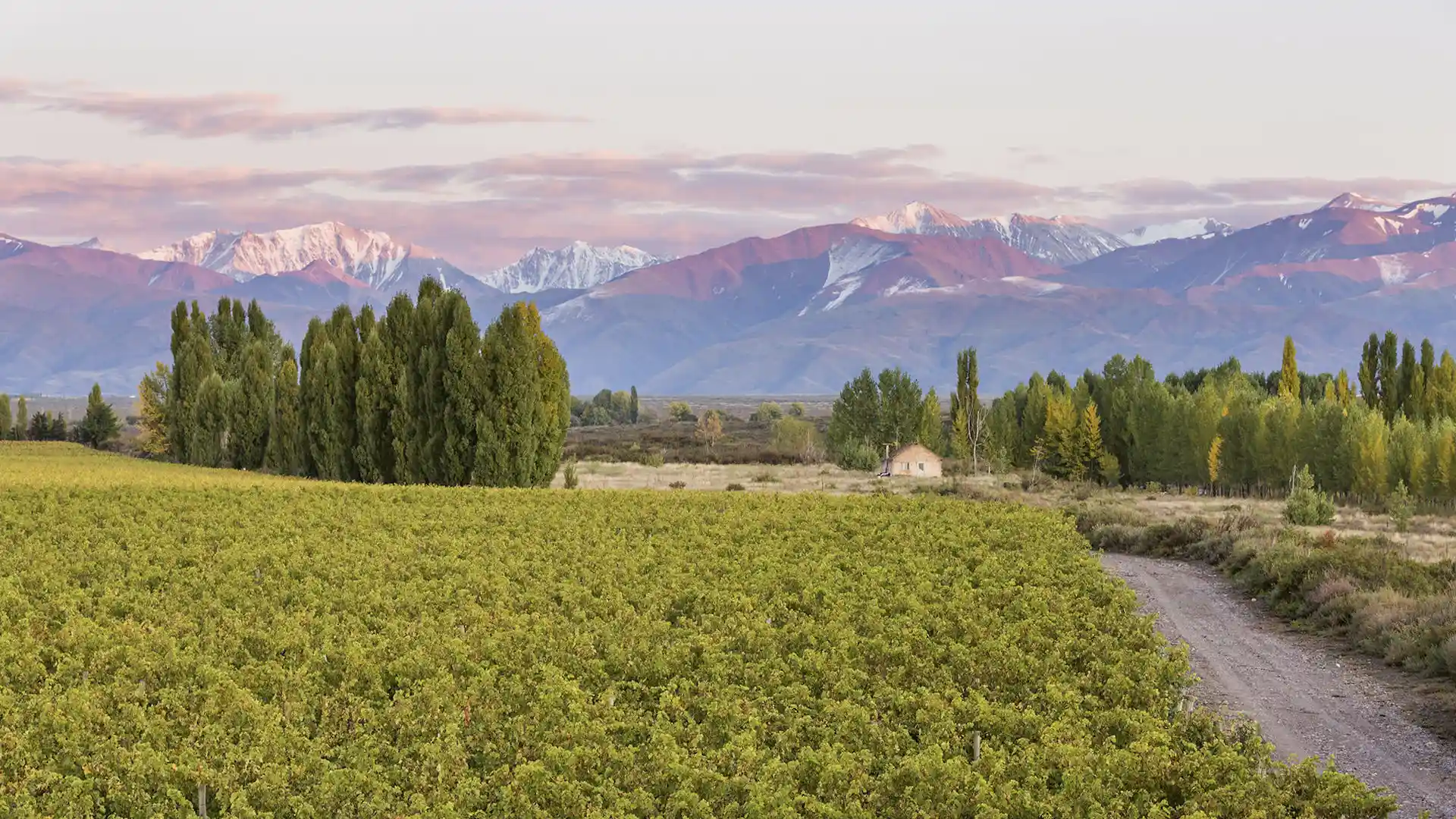 Argentina, España y Chile tienen los mejores viñedos del mundo 2023