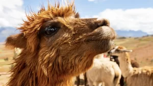 Día Nacional de la Alpaca: qué lugares visitar en Perú