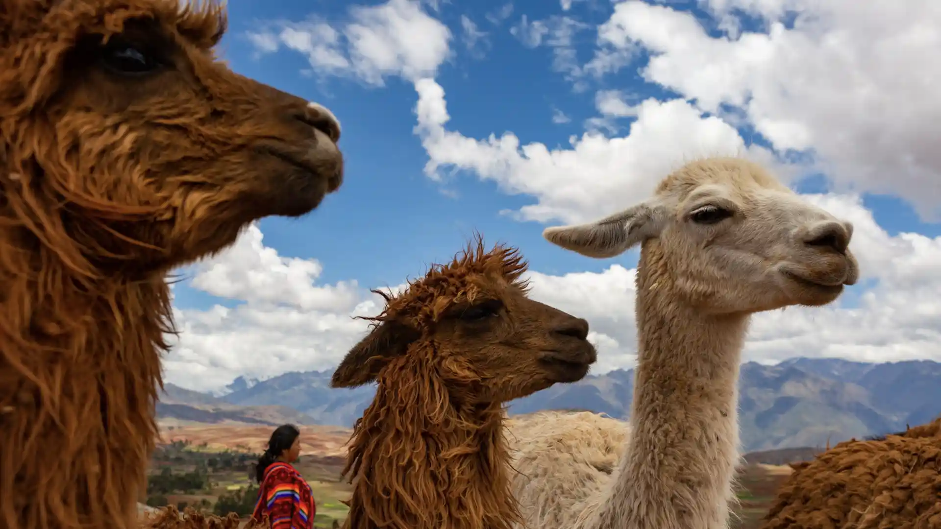 Día Nacional de la Alpaca: qué lugares visitar en Perú 