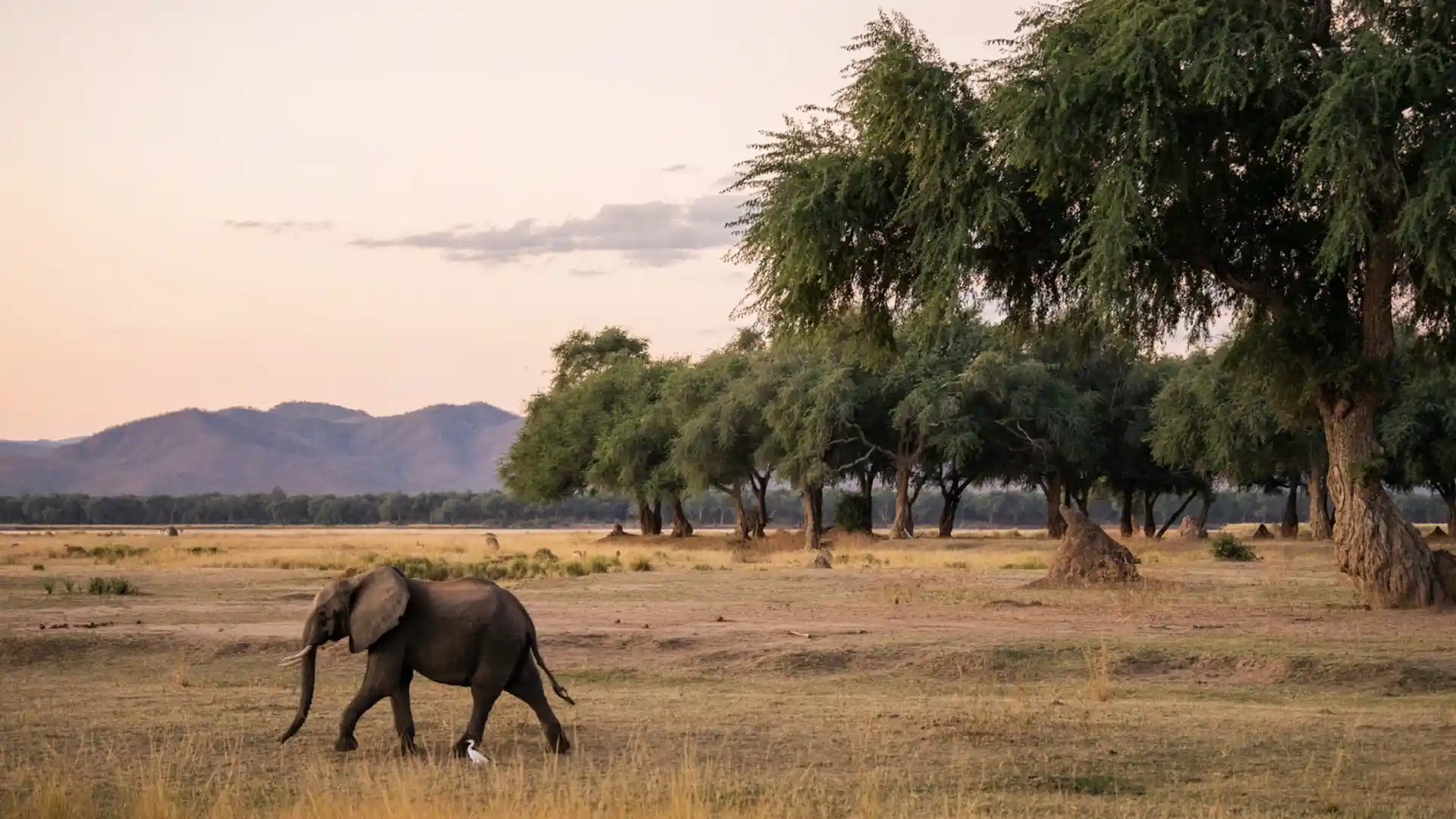 Este es el mejor safari del mundo: Roar Africa Emirates 2024
